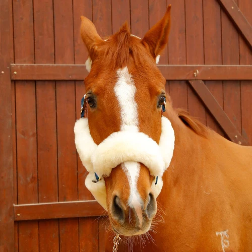 Tali Kekang Halter Kuda Horse Riding Equestrian Fleece Horseworld 150 - Image 2